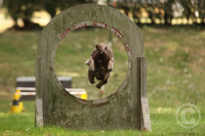 Klicken für Bild in voller Größe